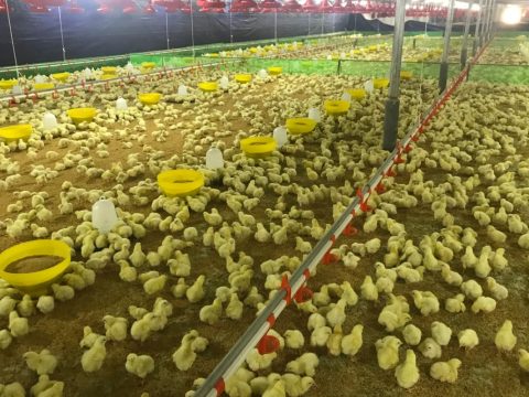 Thuốc thú y an toàn và chế phẩm sinh học